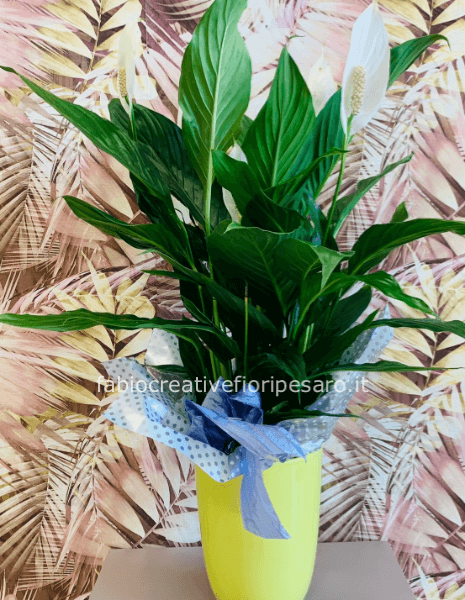 Pianta di Spathifillum