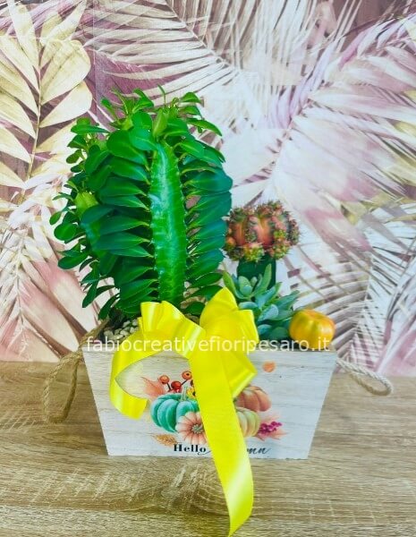 Composizione autunnale con cactus e succulente – Energia e colore 🌵🍂