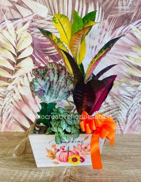 Composizione autunnale mista in cassetta – Colori di stagione 🍁🌿