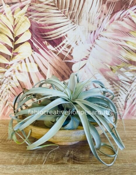 Tillandsia Xerographica su base in legno – Eleganza sospesa nell’aria ✨🌿