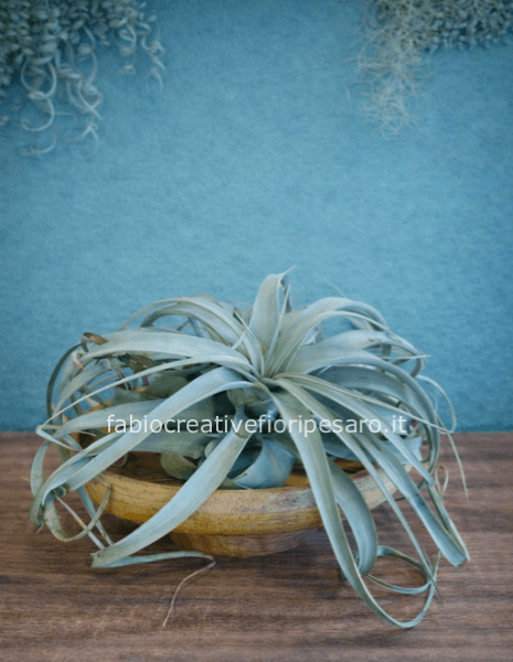 Tillandsia Xerographica su base in legno – Eleganza sospesa nell’aria ✨🌿