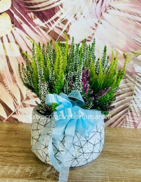 Erica mix multicolor in vaso – Un’esplosione di colori per ogni ambiente 🌸🌈