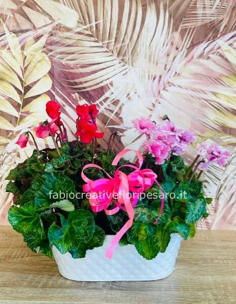 Composizione di ciclamini su latta – Romanticismo e colore d’autunno 🌸🪙