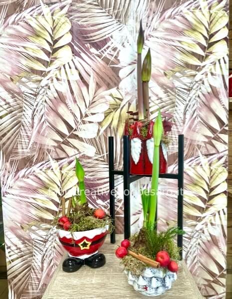 *Amarilli in confezione natalizia – Eleganza d’inverno con spirito di festa* ✨🎄