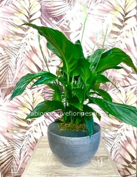 *Spatifilium – Purezza e armonia in una pianta da interno* 🌿