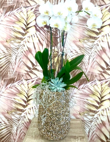 Phalaenopsis bianca in vaso glitterato – Eleganza senza tempo con un tocco di luce* 🤍✨