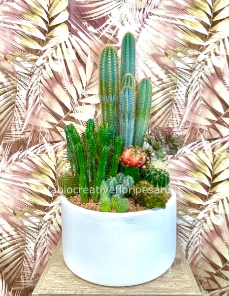 *Composizione di cactus e succulente – Carattere e semplicità che durano nel tempo* 🌵✨