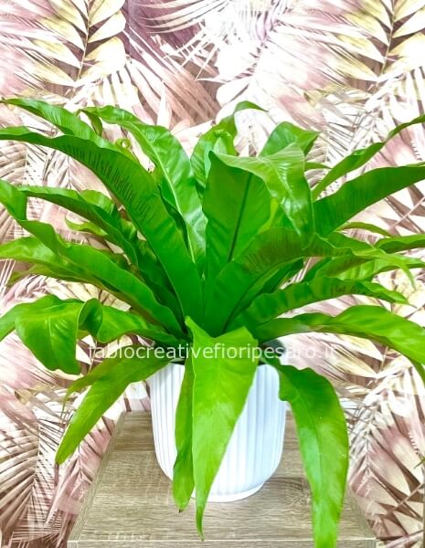*Asplenium – La felce dal fascino delicato e rigoglioso* 🌿✨