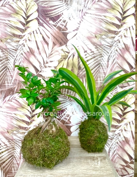 Kokedama medio