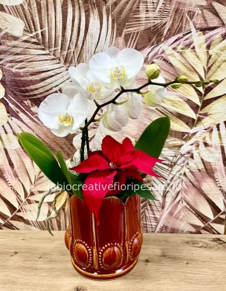 Composizione natalizia con Orchidea Phalaenopsis e Poinsettia – Contrasto elegante di luce e colore 