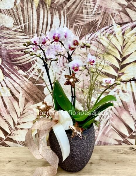 Orchidea Phalaenopsis multiflora decorata – Delicatezza preziosa in veste natalizia ⭐🤍✨