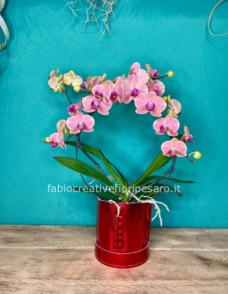 Orchidea Phalaenopsis ad Arco – Eleganza che Incanta 💗🌿