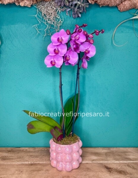 Orchidea Phalaenopsis a Due Steli – Delicatezza Raffinata 💗🌿