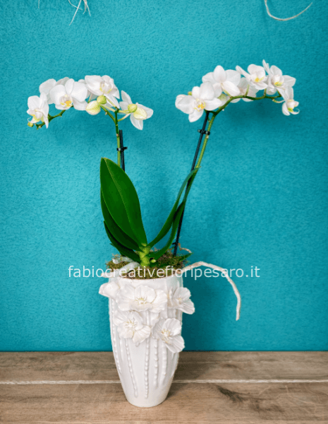 Orchidea Phalaenopsis Bianca a Due Steli – Purezza ed Eleganza 🤍🌿
