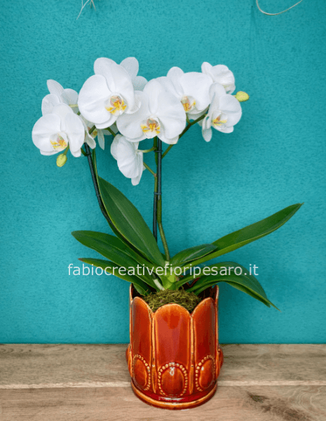 Orchidea Phalaenopsis Bianca – Eleganza Calda e Raffinata 🤍🌿