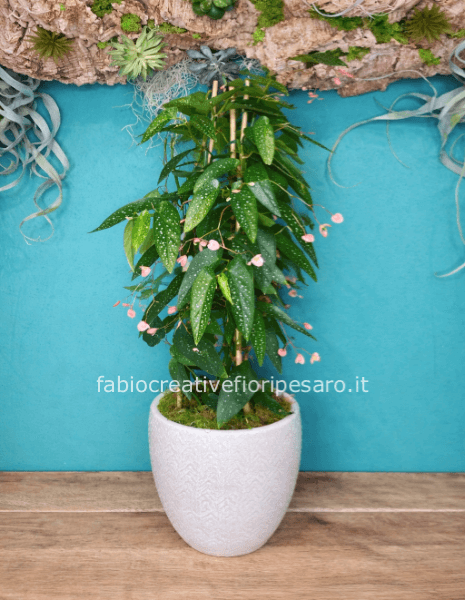 Begonia Maculata – Eleganza Tropicale dal Fascino Unico 🌿✨