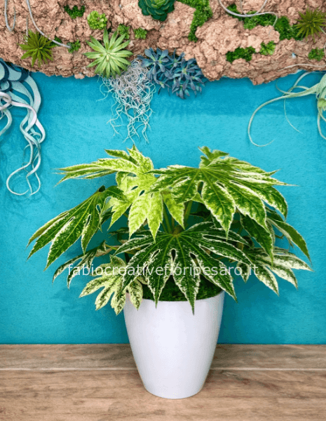 Fatsia Japonica Variegata – Eleganza Verde dal Carattere Deciso 🌿✨