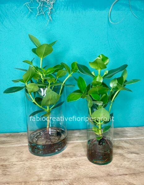 Clusia in Vaso di Vetro – Eleganza Naturale in Idrocoltura