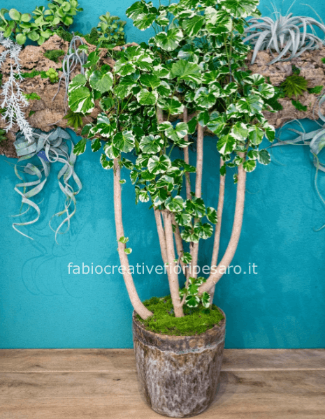 Polyscias Variegata – Eleganza Scenografica dal Fascino Naturale 🌿✨