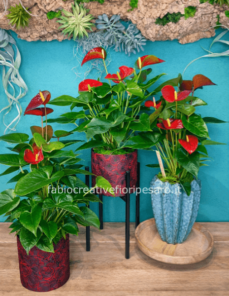 Anthurium Cioccolato e Rosso – Eleganza Fiorita dal Carattere Contemporaneo 🌿❤️