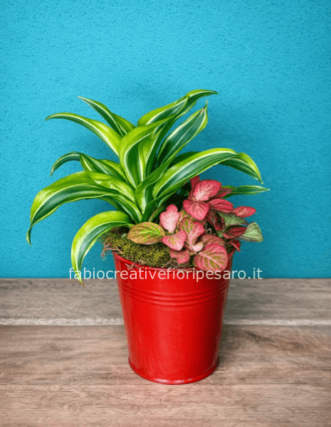 Composizione con Dracaena Variegata e Fittonia – Armonia di Colore e Stile 🌿✨