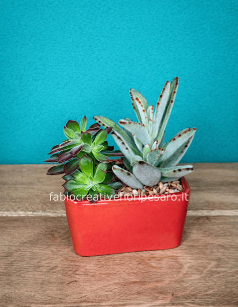 Composizione di Piante Grasse – Eleganza Moderna in Vaso Rosso