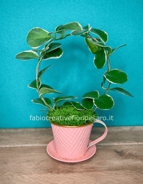Hoya ad Arco – Eleganza Naturale dal Fascino Raffinato 🌿🤍