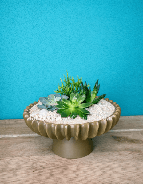 Composizione di Piante Grasse in Coppa Decorativa – Eleganza Naturale 🌵🤍