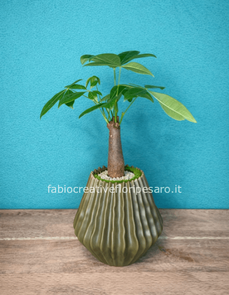 Pachira in Vaso Decorativo – Equilibrio e Design Naturale 🌱🤍