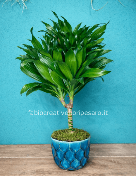 Dracaena Compacta – Eleganza Tropicale