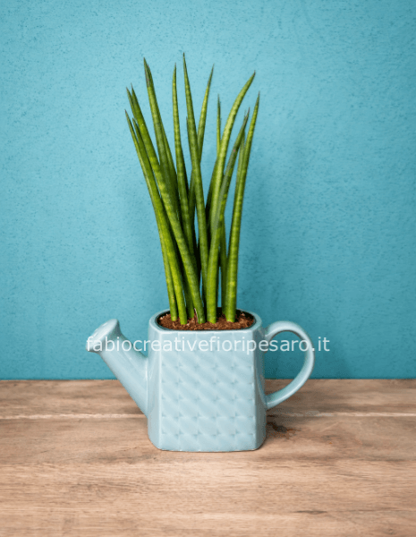 Sansevieria Cylindrica – Design Verde Contemporaneo